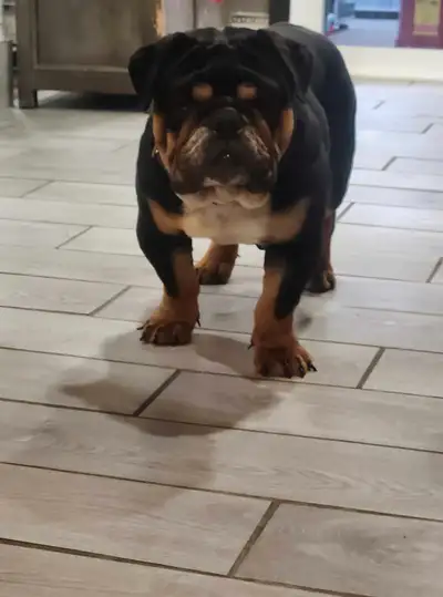 Magnifique mâle bulldog anglais. Née le 10 mai 2024 vacciné, vermifuger micropucer . Non opéré habit...