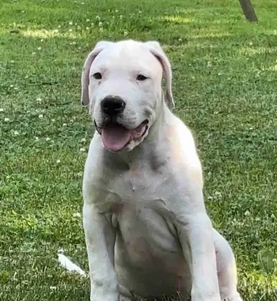 Dogo Argentino Puppy, View more