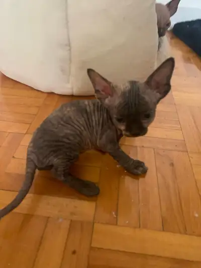 Sphinx Kittens for Adoption, View more