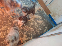 Ossie doddle puppies 4 sale