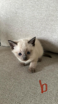 Ragdoll & Snowshoe Siamese cats