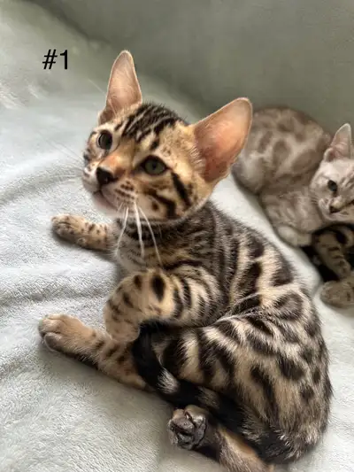 Chatons Bengal disponibles//AUTHENTIC CAT//enregistré TICA , View more