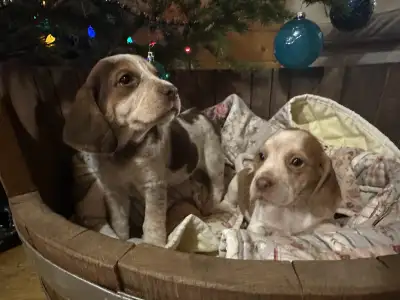 Quality Purebred Beagles for Sale, View more
