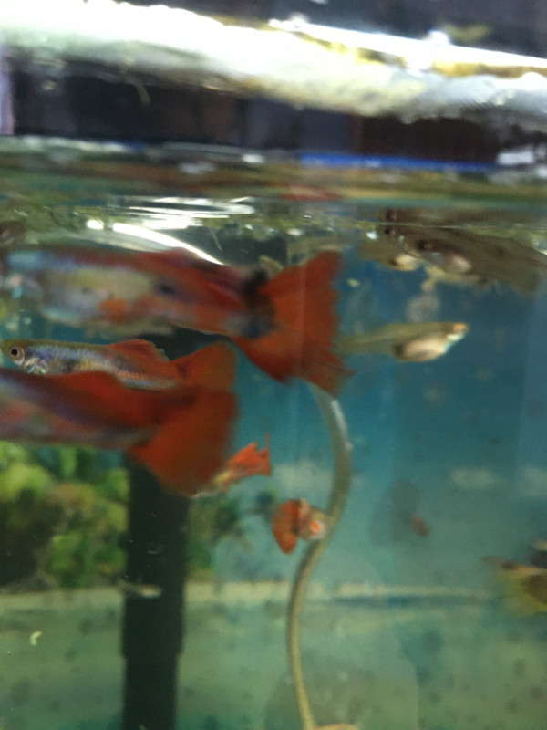 Platinum red tails guppies in Fish for Rehoming in Ottawa - Image 3