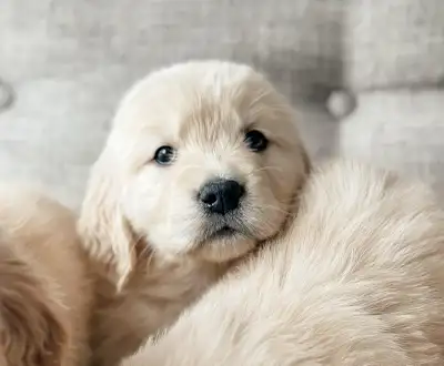 CKC Registered Golden Retrievers, View more