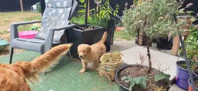 1- female Feild Golden retriever puppy left!, View more
