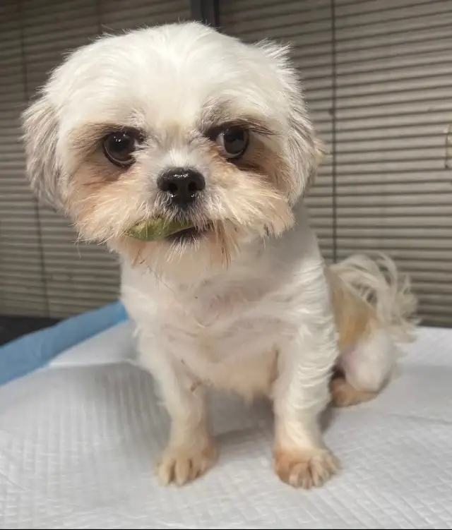 Shih Tzu female in Dogs & Puppies for Rehoming in Ottawa - Image 5