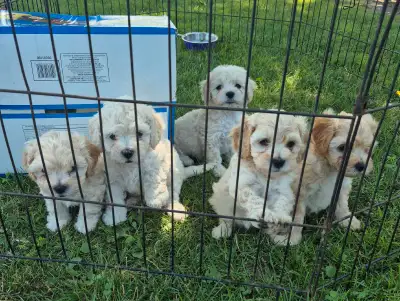 CUTE COCKAPOO/ BICHON POODLE PUPPIES, View more
