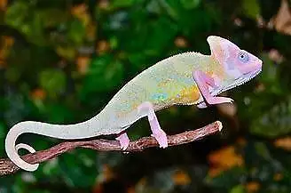 WE HAVE A HUGE SELECTION OF REPTILES & AMPHIBIANS in Reptiles & Amphibians for Rehoming in Muskoka - Image 8