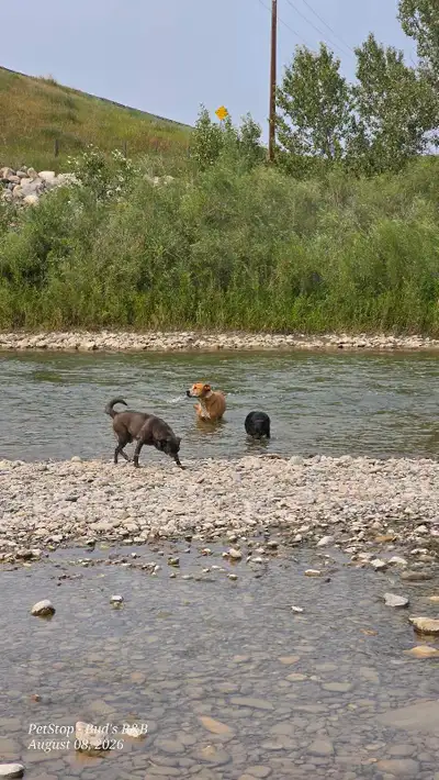 house and dog sitter needed, View more