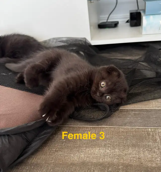 Scottish Fold/Straight kittens, 3 girls left - price inside in Cats & Kittens for Rehoming in Moncton - Image 7