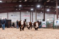 Hereford bulls for sale