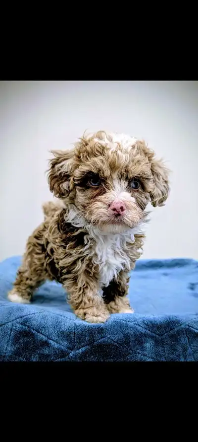 stunning tiny toy poodle puppies, View more