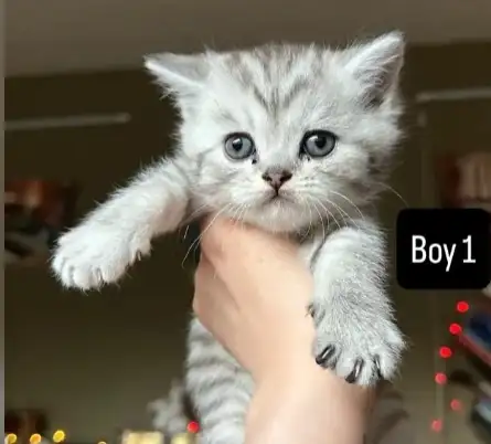 British short hair kitten / long hair in Cats & Kittens for Rehoming in Vancouver - Image 2