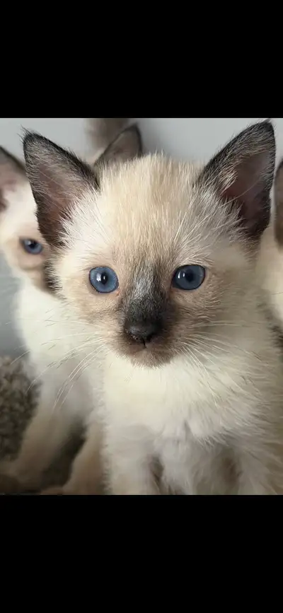 Siamese kittens available, View more