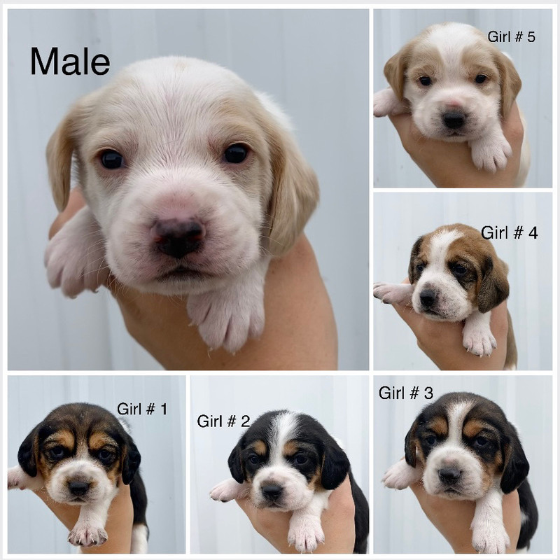 Beagle puppies. Lemon beagles available Dogs & Puppies for Rehoming