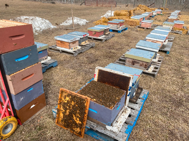 Honey bee nucs, hives, brood frames and queens for sale in Livestock in Brandon - Image 3