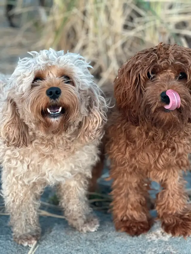 Cavapoo Girls Avaialble in Dogs & Puppies for Rehoming in Victoria - Image 6