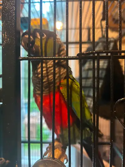 Conure canelle et conure crimpson, View more