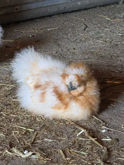 Buff Silkie Rooster, View more