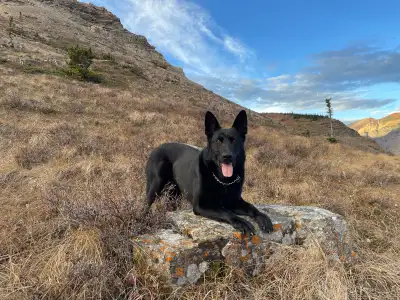 Looking for a loyal companion with a touch of class? Look no further than our black GSD puppies! The...