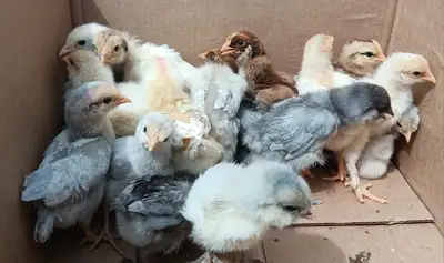Rare Breed Chicks, View more