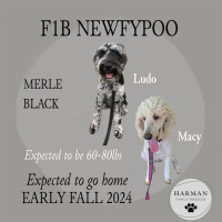 F1b Newfypoo Waiting List!