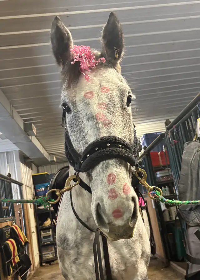 Horseback Riding Lessons65436052442755120