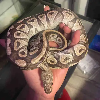 Ball Python + Tank + Tank Decor, View more