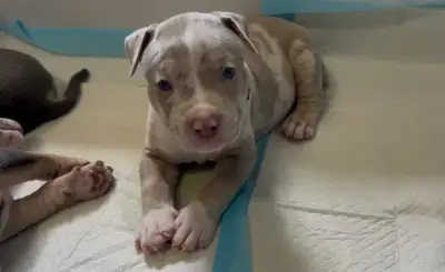 American bulldog puppies, View more