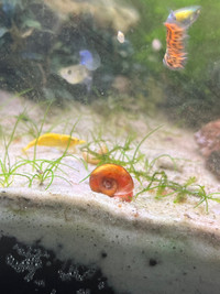 Ramshorn and Feeder Snails