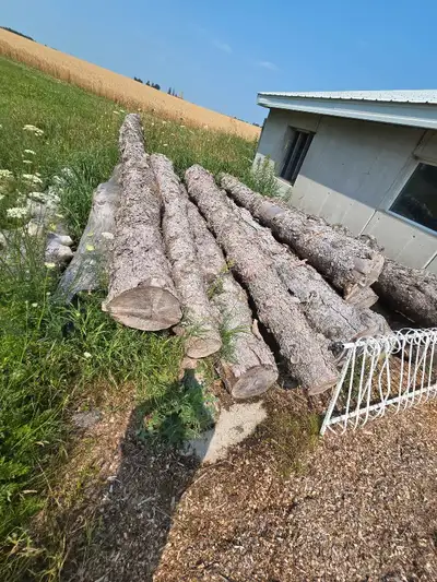 Spruce Logs, View more