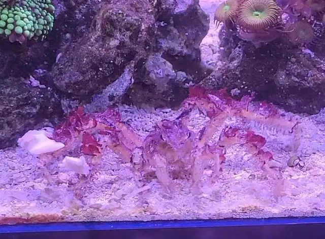 Spider Decorator Crab in Fish for Rehoming in London - Image 2
