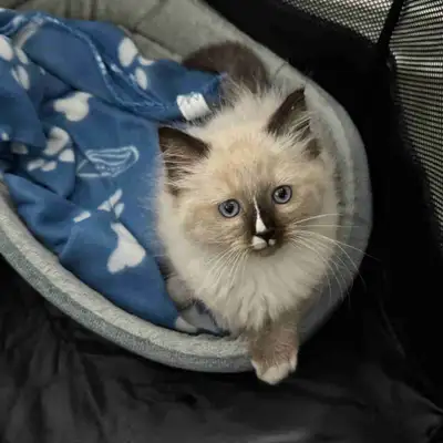 Pure ragdoll kitten, View more
