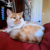 Handsome 2 yrs old cat for adoption