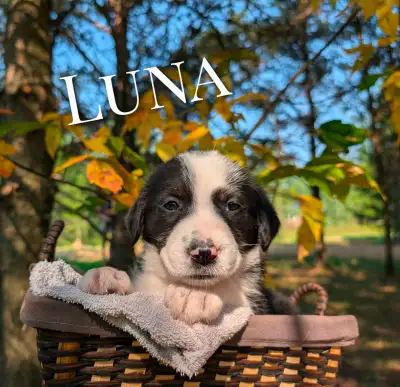 Adorable Puppies, View more