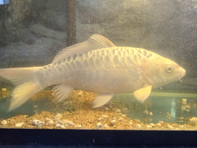 Ghost koi in Fish for Rehoming in Edmonton