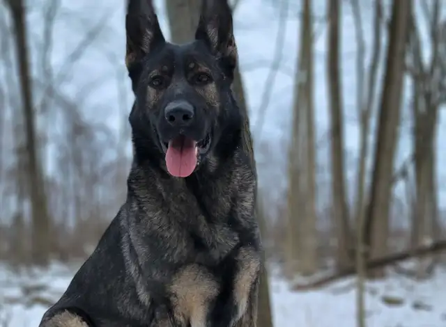 German Shepherd Puppies!!!! in Dogs & Puppies for Rehoming in Windsor Region - Image 8