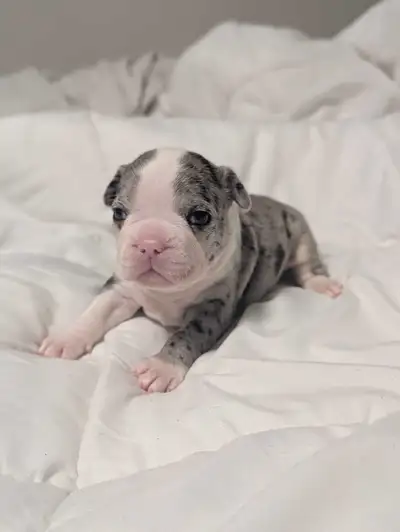 Frenchton Puppies, View more