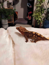 Red flame female crested gecko and enclosure 