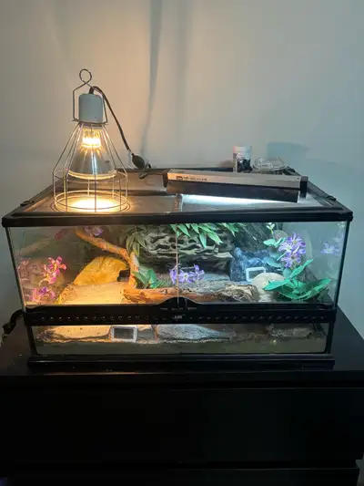 Leopard gecko named kiwi, she is about 9 years old. I am not home enough to care for her anymore and...