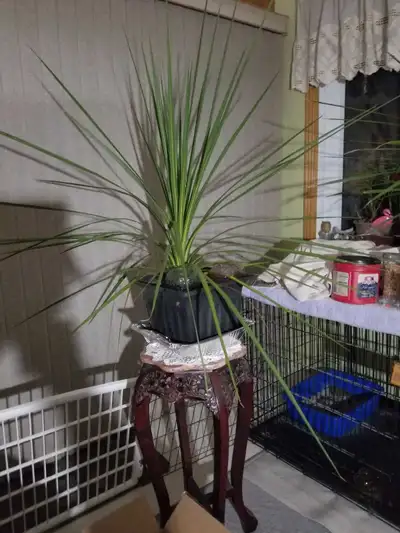 Dracaena Marginata House Plant, View more