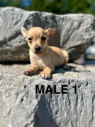 Chihuahua (Deer Head) Terrier (Toy Fox) Puppies AVAILABLE, View more