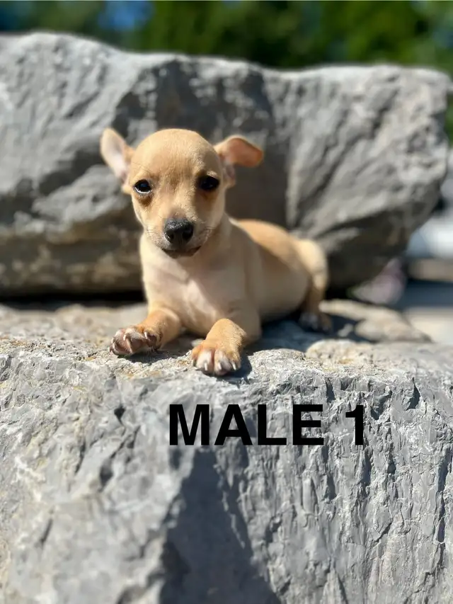 Chihuahua (Deer Head) Terrier (Toy Fox) Puppies AVAILABLE in Dogs & Puppies for Rehoming in London - Image 2