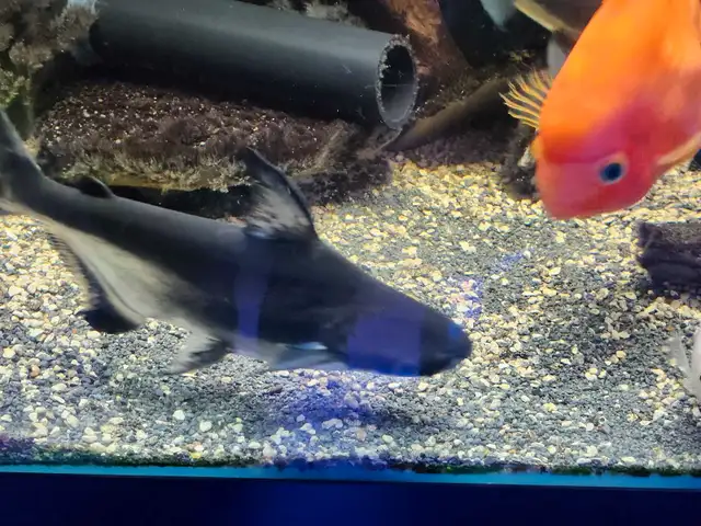 Two nice Paroon Sharks in Fish for Rehoming in Mississauga / Peel Region - Image 5