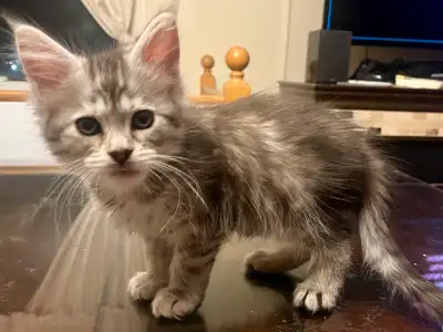 5 chatons mainecoon seront prêt à partir vers la fin mai - 2 mâles red/sulver - 1 femelle silver sha...