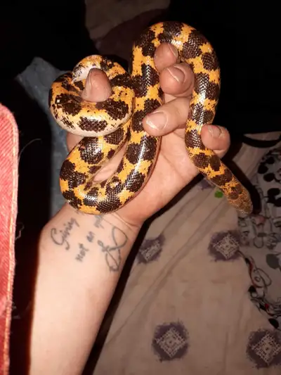 Saharan boa de sable Prix réduit/new price, View more