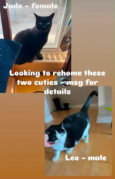 2 Cats for rehoming, View more