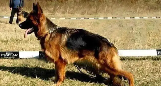 Longhaired German Shepherd Female - Ready to Go! in Dogs & Puppies for Rehoming in Brantford - Image 4