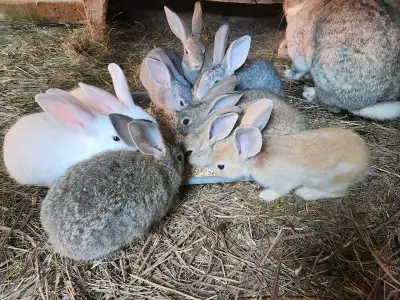 Rabbit for sale, View more